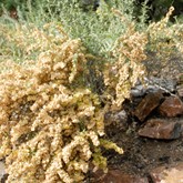 Saltbush